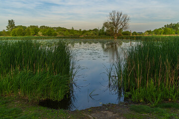 beautiful romantic landscape overlooking the lake at sunset green young reeds on the shore with a hole to the water overlooking the other shore with trees and bushes in the sunlight blue sky with clou