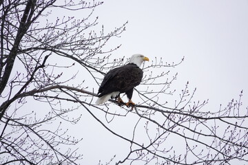 North American bald eagle haliaeetus leucocephalus sits perched in trees during the cold winter in Wisconsin.