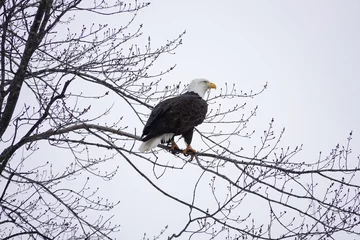  North American bald eagle haliaeetus leucocephalus sits perched in trees during the cold winter in Wisconsin. © Aaron