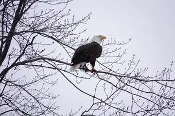 North American bald eagle haliaeetus leucocephalus sits perched in trees during the cold winter in Wisconsin.