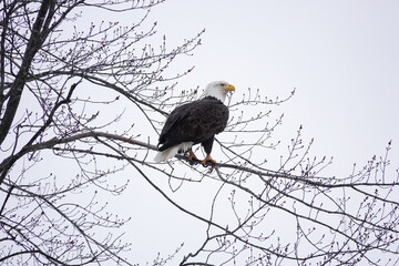 North American bald eagle haliaeetus leucocephalus sits perched in trees during the cold winter in Wisconsin.