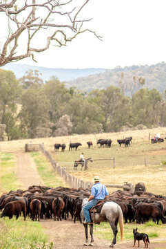 Famer moving cattle