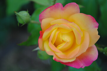 single yellow rose