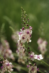 Fototapeta premium 小花
