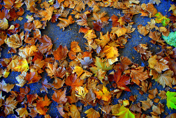 autumn leaves background