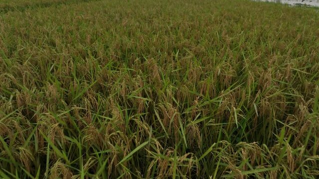 ripe peddy in the feild - Bangladesh crop feild