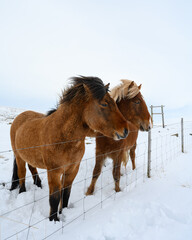 Iceland horses with snow