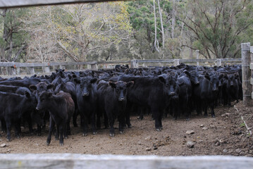 cattle in the yars