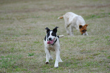 border collie puppy