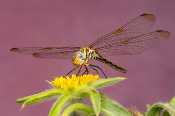 Macro shots, Beautiful nature scene dragonfly.   