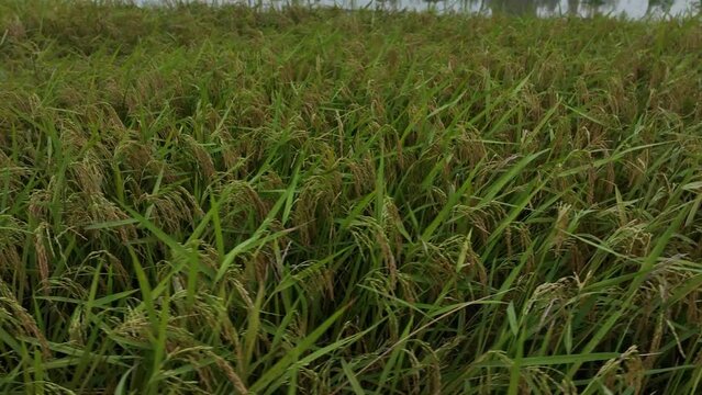 peddy plant in the feild - rice tree in the feild - motion footage