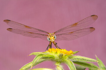 Macro shots, Beautiful nature scene dragonfly.   