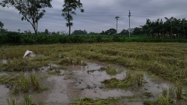 bangladesh rice feild after peddy harvesting