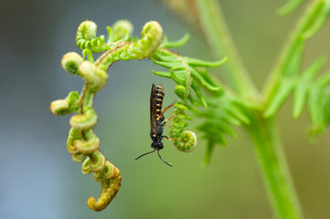 Strongylogaster multifasciata - Tenthredo multifasciata