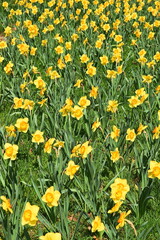 Yellow narcissus