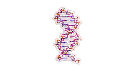 DNA (B-DNA)