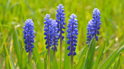 grape hyacinths