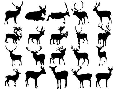 set of deer silhouettes,  Animal  - Lesson Of The Kaibab Deer Graph ,
elegance horned object shadow buck Vector, 
Deer Shadow Animal Icon Silhouettes Isolated On Dark Black Graphical In White 