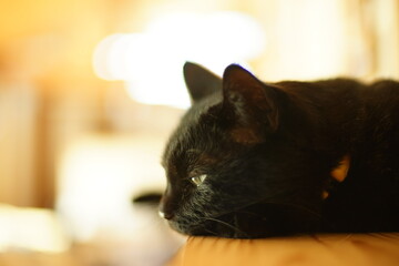 A black cat relaxing in a room