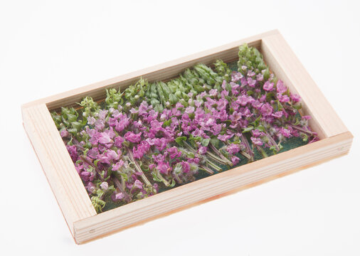 花穂紫蘇 の画像 355 件の Stock 写真 ベクターおよびビデオ Adobe Stock