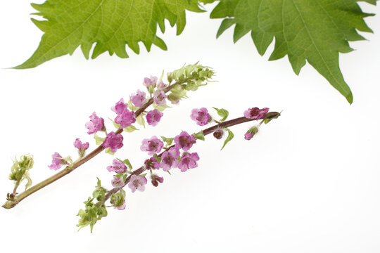 花穂紫蘇 の画像 333 件の Stock 写真 ベクターおよびビデオ Adobe Stock