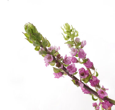 穂紫蘇 Images Browse 315 Stock Photos Vectors And Video Adobe Stock