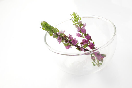 花穂紫蘇 の画像 333 件の Stock 写真 ベクターおよびビデオ Adobe Stock