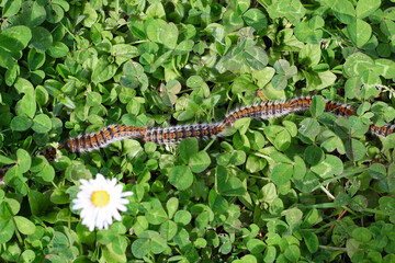 plusieurs chenilles (chenille) processionnaires (processionnaire) du pin dans de l'herbe verte (gazon vert) en troupeau en gros plan (macro) - (thaumetopoea pityocampa)