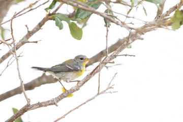 Warbler (potentially northern parula, but species ID is tentative) in Sarasota, Florida
