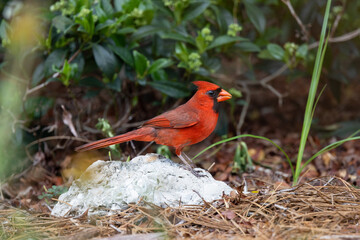 Northern cardinal (Cardinalis cardinalis) in Sarasota, Florida