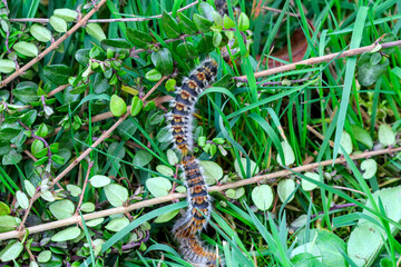 plusieurs chenilles (chenille) processionnaires (processionnaire) du pin dans de l'herbe verte (gazon vert) en troupeau en gros plan (macro) - (thaumetopoea pityocampa)