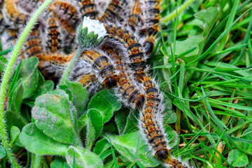 plusieurs chenilles (chenille) processionnaires (processionnaire) du pin dans de l'herbe verte (gazon vert) en troupeau en gros plan (macro) - (thaumetopoea pityocampa)