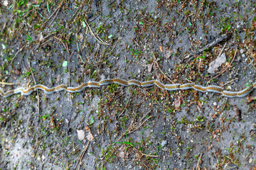 plusieurs chenilles (chenille) processionnaires (processionnaire) du pin dans de l'herbe verte (gazon vert) en troupeau en gros plan (macro) - (thaumetopoea pityocampa)