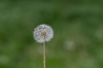 Pusteblume