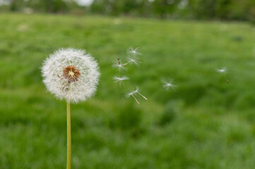 Pusteblume