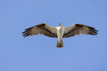Osprey (Pandion haliaetus) in Sarasota, Florida