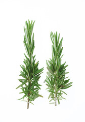 ローズマリー　　白バック