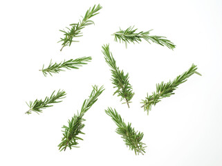 ローズマリー　　白バック