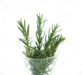 ローズマリー　　白バック