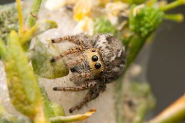 Close up  beautiful jumping spider  

