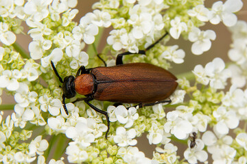 Close up  beautiful  insect in the garden


