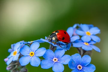 Selbstklebende Fototapeten Schmetterling Macro shots, Beautiful nature scene.  Beautiful ladybug on leaf defocused background  © blackdiamond67