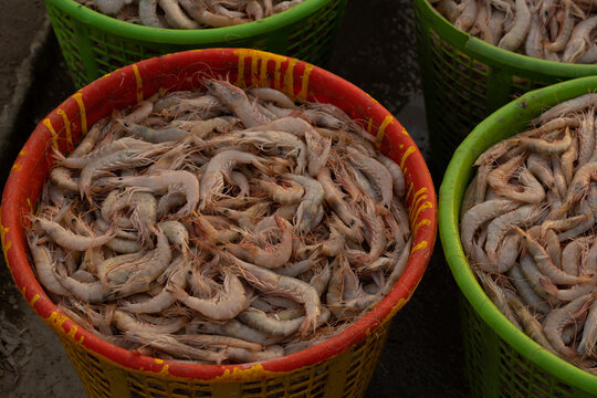 photo of traditional fishes Market in Fao town in basra city