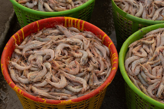 photo of traditional fishes Market in Fao town in basra city