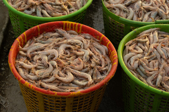 photo of traditional fishes Market in Fao town in basra city