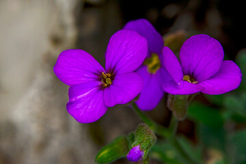 Close up beautiful shot of flower

