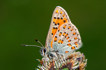 Macro shots, Beautiful nature scene. Closeup beautiful butterfly sitting on the flower in a summer garden.