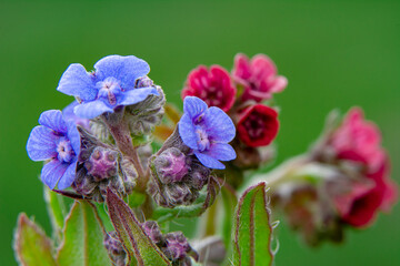 Close up beautiful shot of flower

