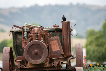 Bird on a tractor