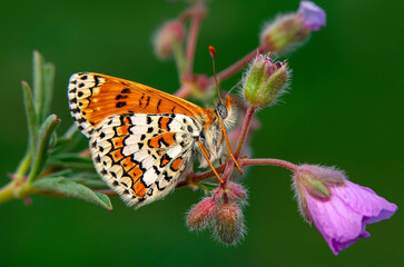 Macro shots, Beautiful nature scene. Closeup beautiful butterfly sitting on the flower in a summer garden.